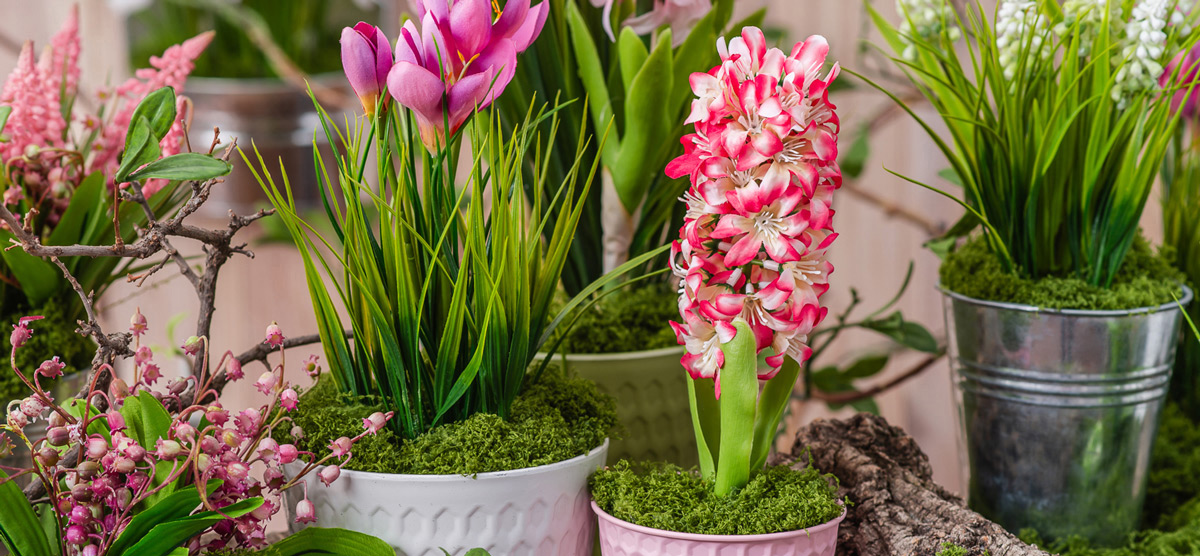 slider_hiacynty 23.01.2026